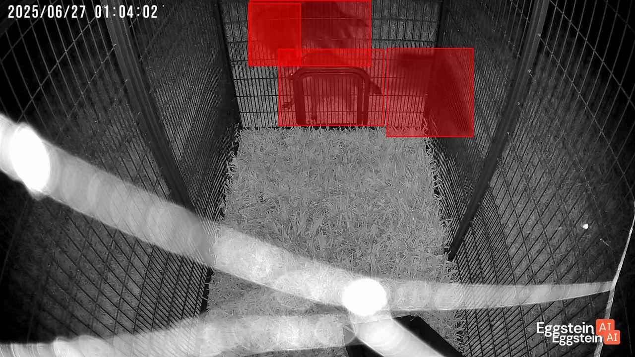 Curious Racoons - Adriano D. shared a Coop Moment