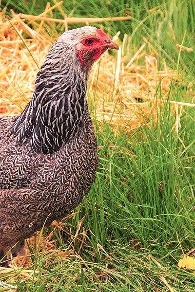 Brahma