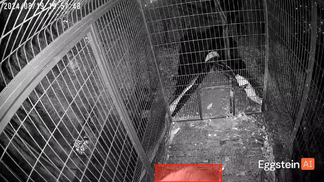 chickens mistaken for racoon - @arrakis shared a Coop Moment