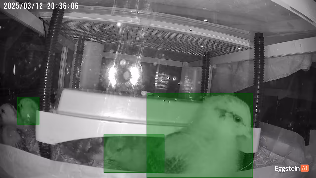 Putting the chick to bed again! Queen Egglizabeth was very curious into what was going on! - @bennycluck shared a Coop Moment