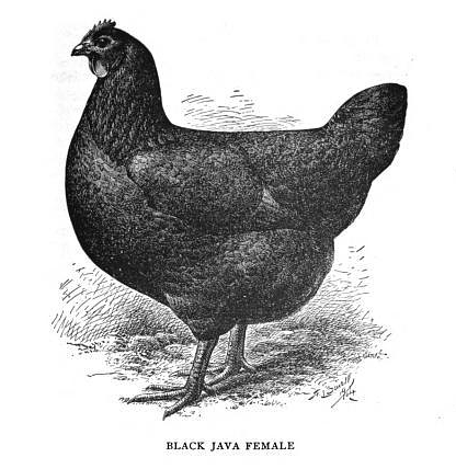 Java