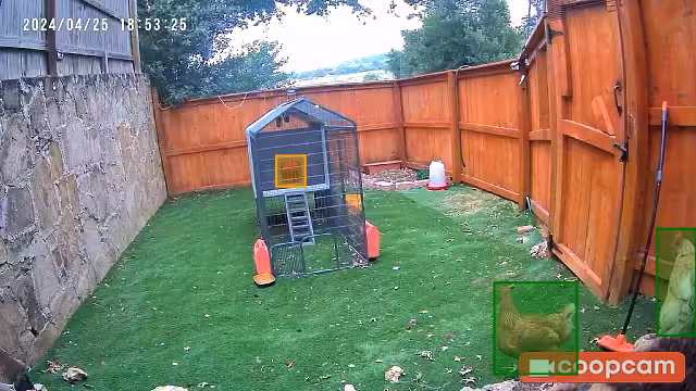 Untitled - @chicken-dude shared a Coop Moment
