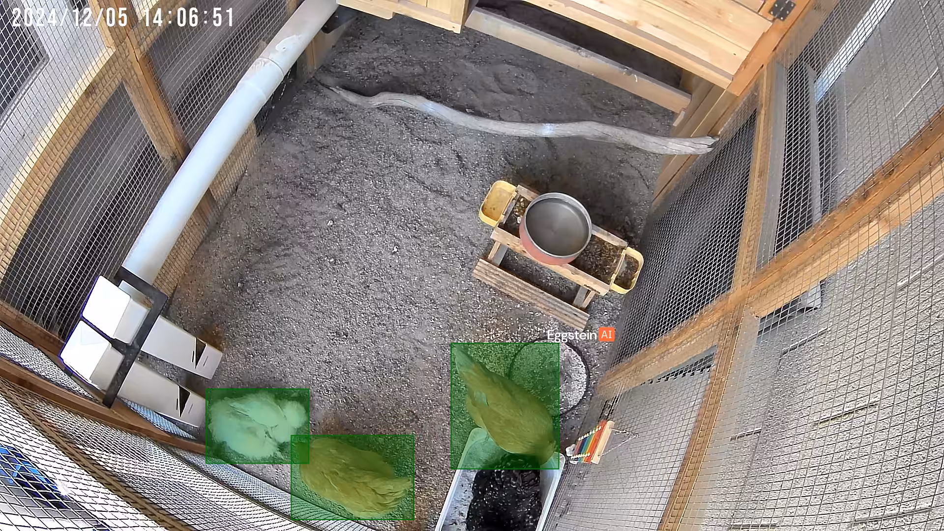 Fancy Dust bath is busy that’s fine - Jax L. shared a Coop Moment