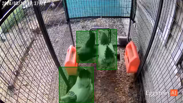 They see me coming to let them out…