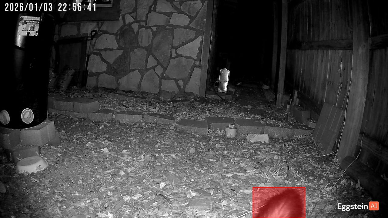 Skunk detected - "Predator" alert shared by Jordan 🐔.