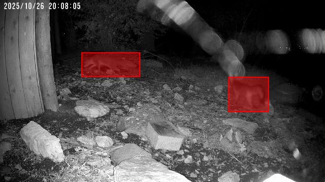 Canine detected - "Predator" alert shared by Jordan 🐔.