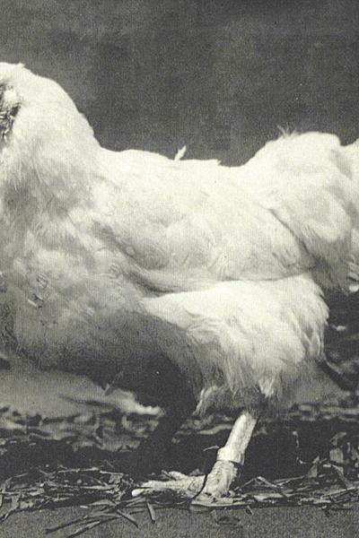 Chantecler
