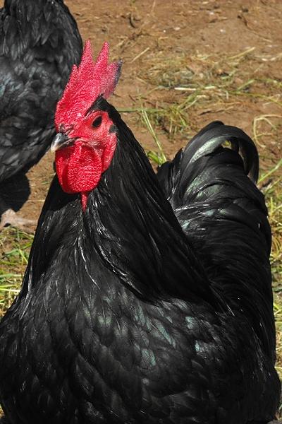 Australorp