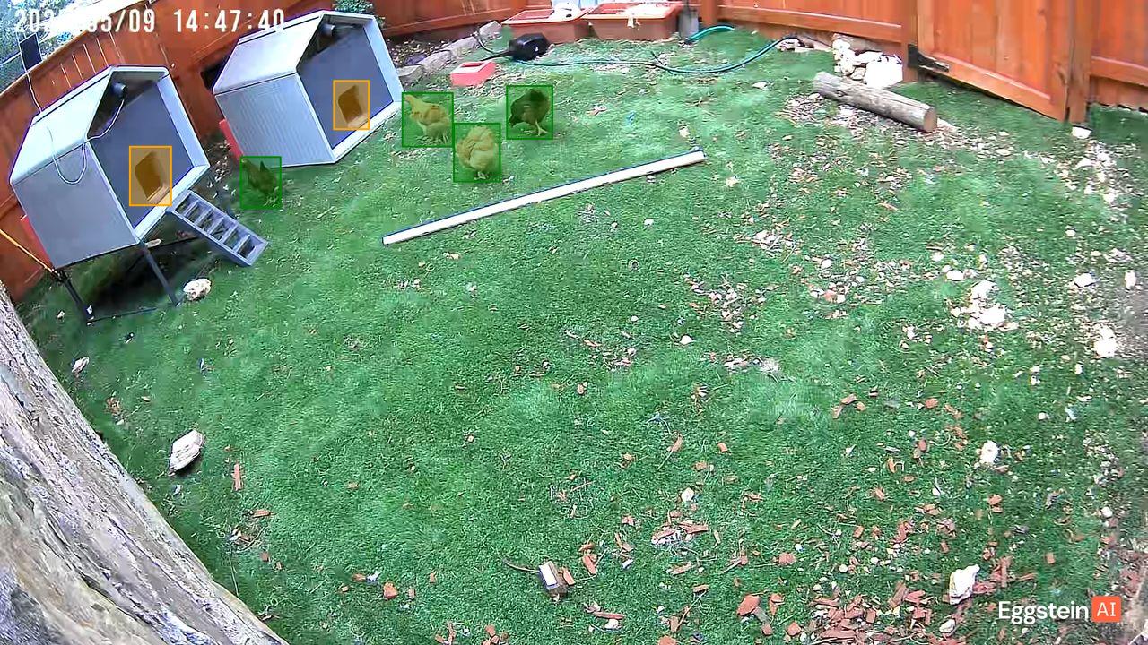 Chicken detected - "Motion" alert shared by @ryan