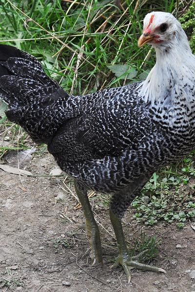 Fayoumi