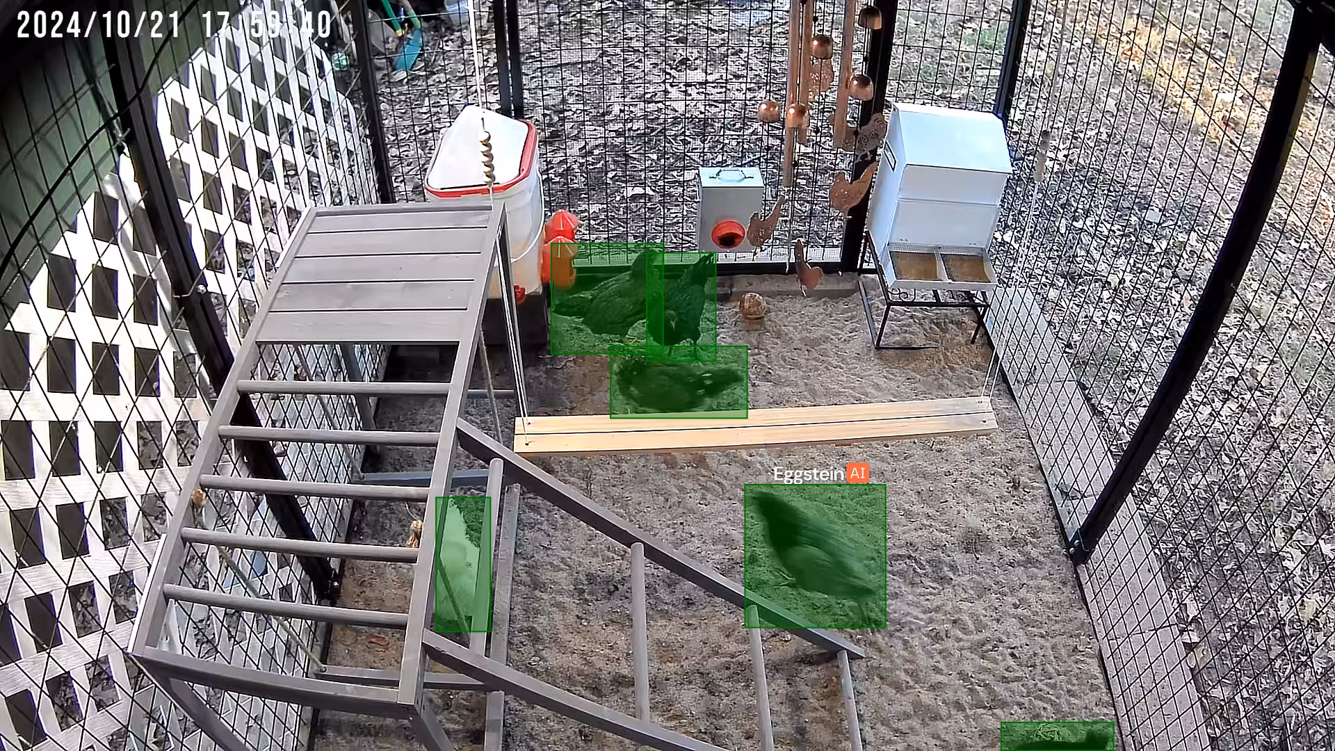 Playful Pullets or Covert Cockerels? - LDW shared a Coop Moment