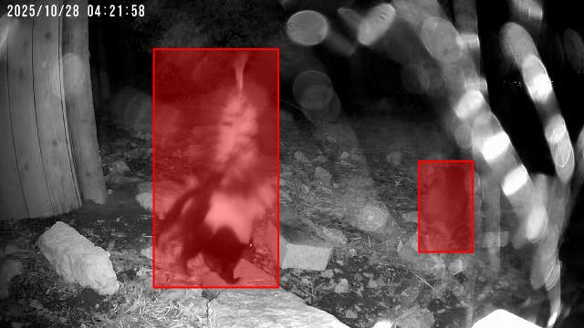 Raccoon detected - "Predator" alert shared by Jordan 🐔.