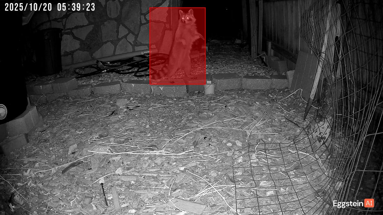 Raccoon detected - "Predator" alert shared by @ryan-testaccount