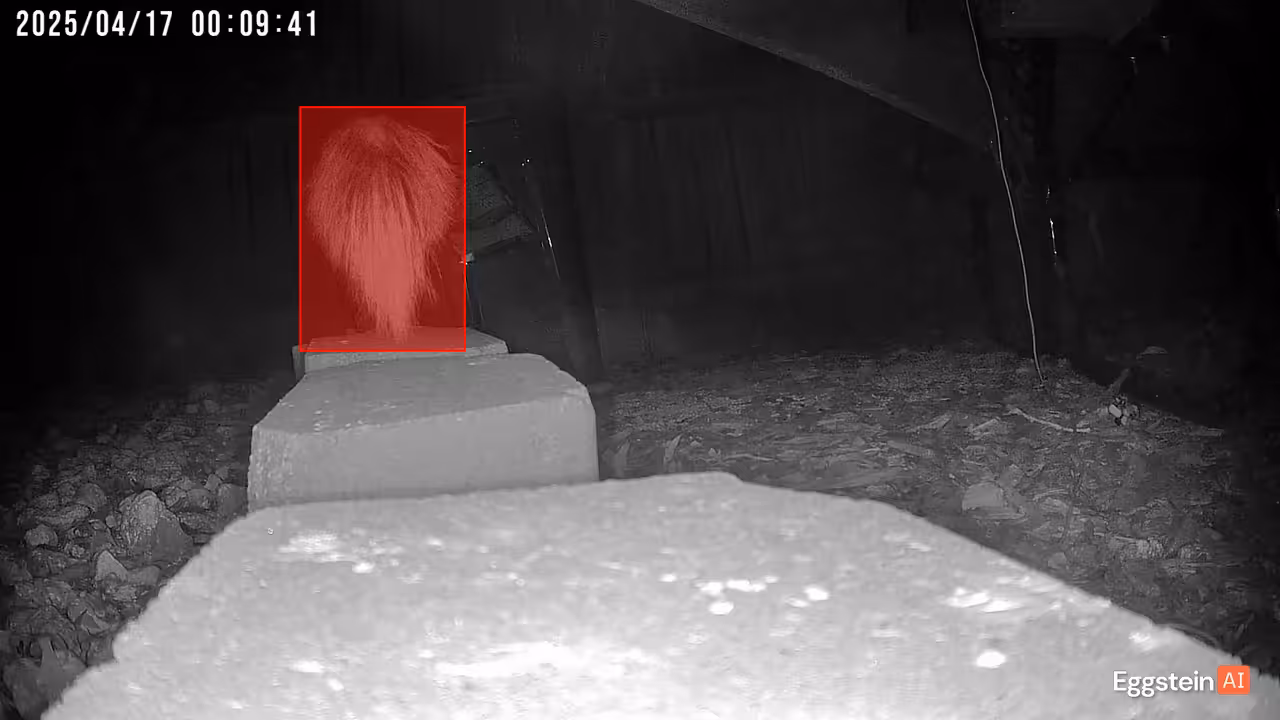 Chicken detected - "Motion" alert shared by @ryan
