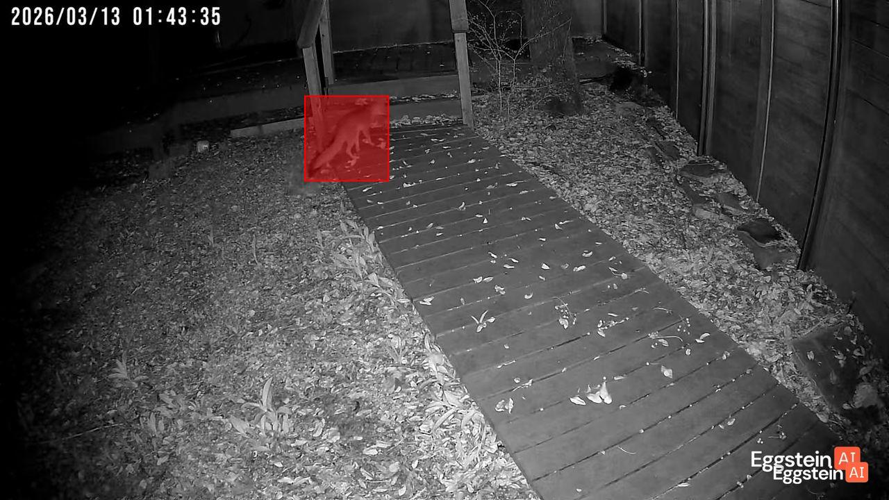 Little Fox is hanging out outside my coop gate ❤️🐓😂🐔👨🏻‍🌾 - @coopteamajforsythe shared a Coop Moment