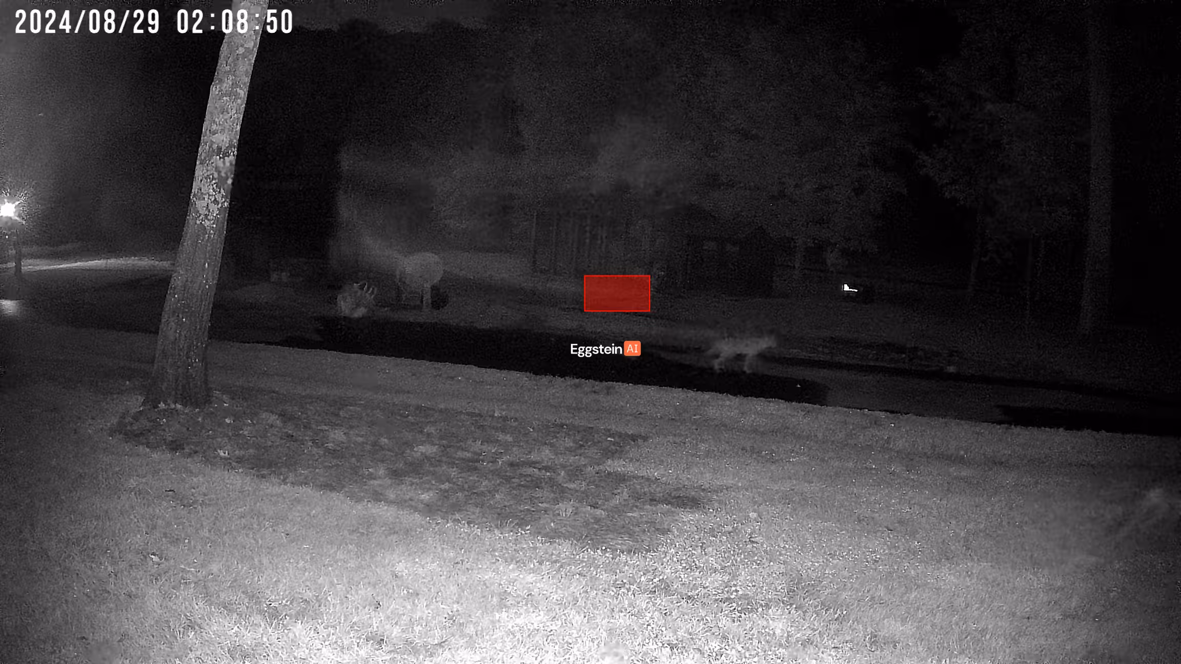 Coyotes in front of coop