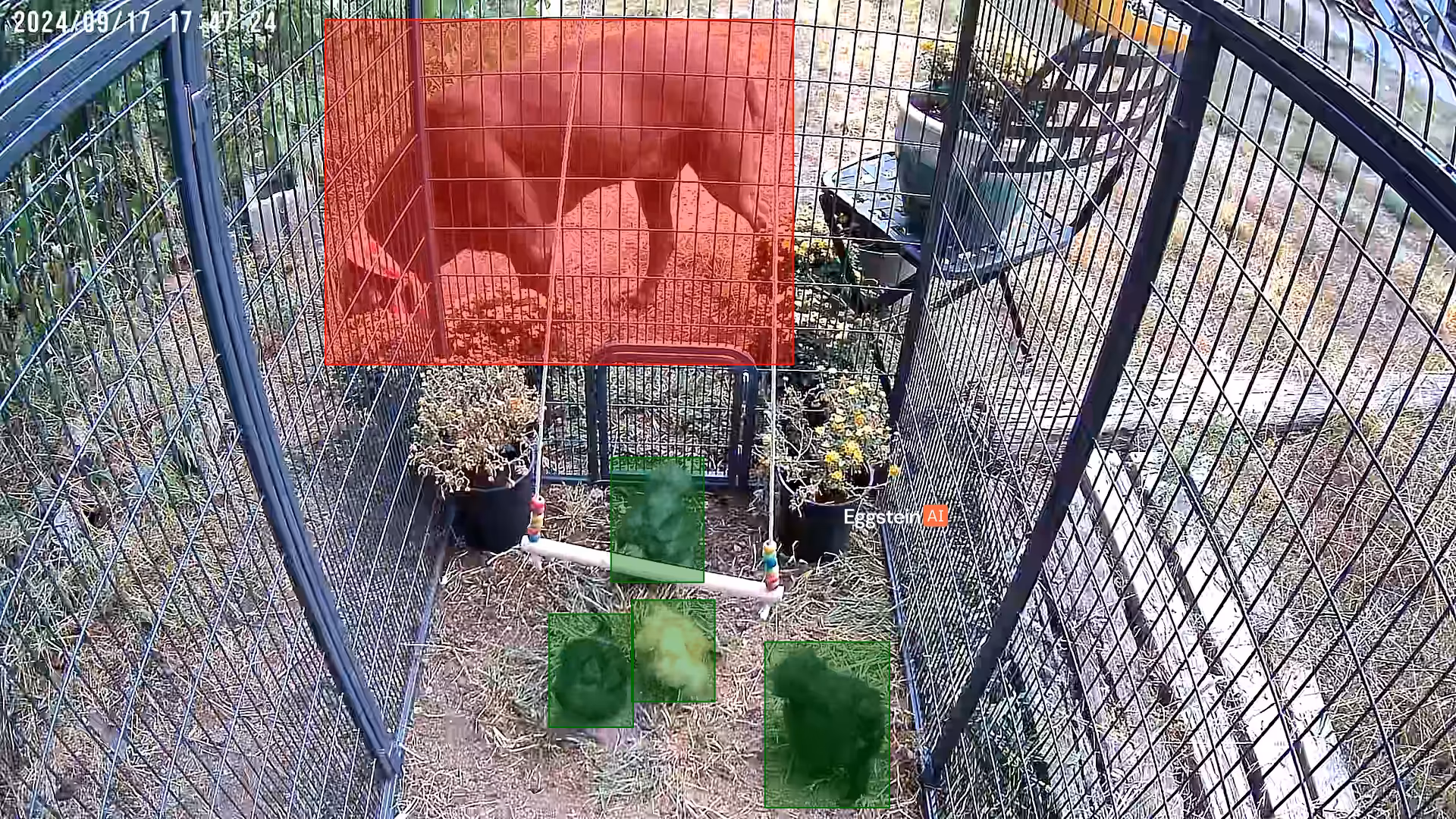 Lucy just wants to be a chicken - @sunniesilkies shared a Coop Moment