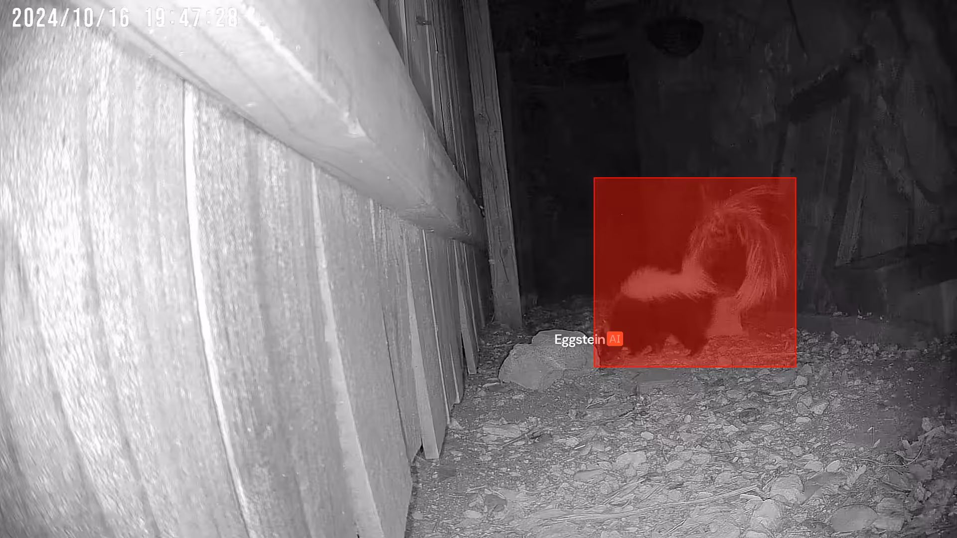 Pepé Le Pew - @ryan shared a Coop Moment