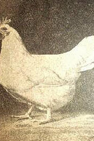 Lamona