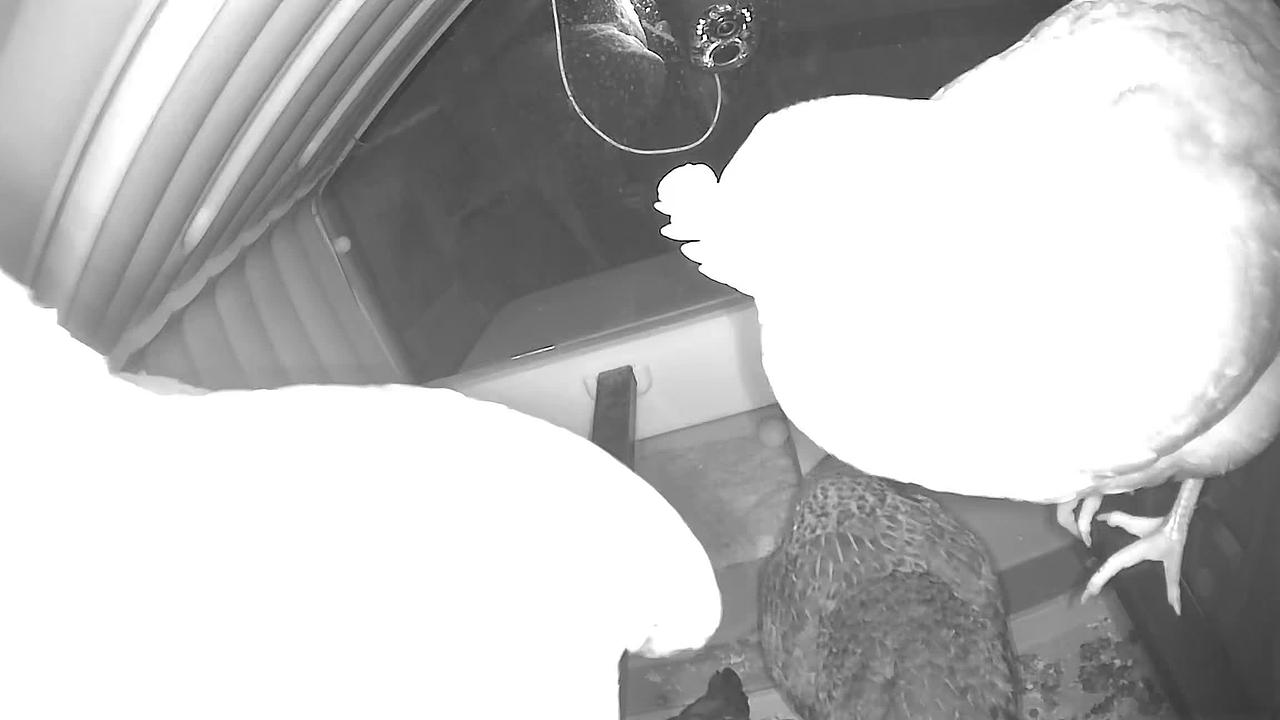 Egg detected - "Motion" alert shared by Jordan 🐔.